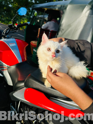 Traditional Persian kitten